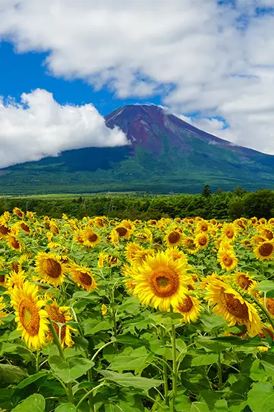 夏あおすすめスポットのイメージ画像